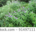 Veronicastrum japonicum 群（來自鳥取縣大山） 91497111