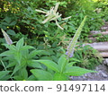Veronicastrum japonicum @ 大山 91497114