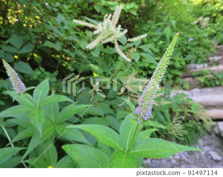 Veronicastrum japonicum @ 大山 91497114