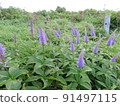 牧群 Veronicastrum japonicum (Oyama) 91497115