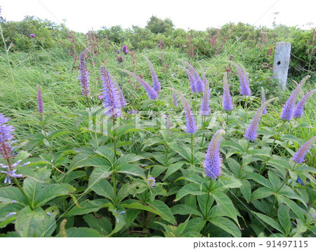 牧群 Veronicastrum japonicum (Oyama) 牧群 Veronicastrum japonicum (Oyama) 91497115