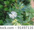 Thalictrum aquilinum（來自鳥取縣大山市） 91497116
