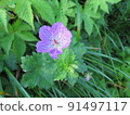 白山風呂（來自鳥取縣大山市） 91497117