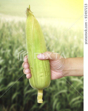 Corn cob in farmer hands while working on agricultural field 91497213