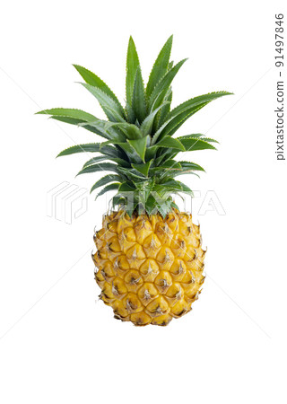 Fresh pineapple 91497846