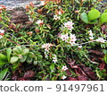 Kalmia procumbens（攝於北嶽山） 91497961