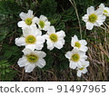 Callianthemum hondolis（拍攝於北嶽山） 91497965