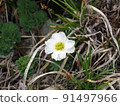 Callianthemum hondolis（拍攝於北嶽山） 91497966