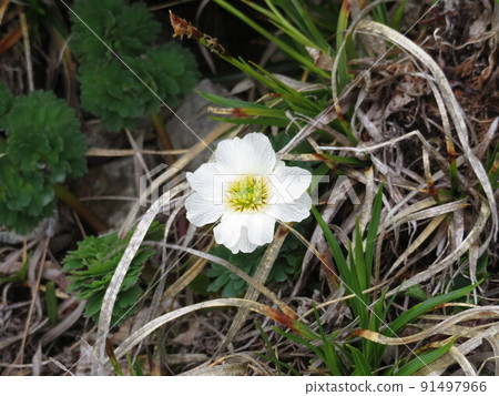 Callianthemum hondolis(拍攝於北嶽山) Callianthemum hondolis(拍攝於北嶽山) 91497966