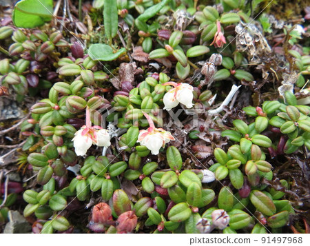 一群白色越橘(攝於北嶽山) 一群白色越橘(攝於北嶽山) 91497968