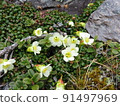 Diapensia lapponica（拍攝於北嶽山） 91497969
