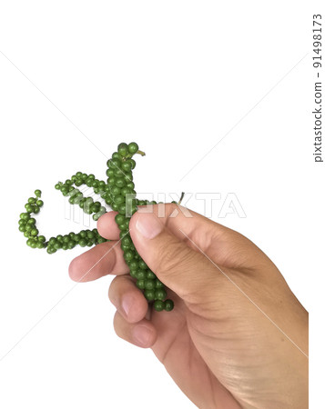 hand holding fresh pepper isolated on white background hand holding fresh pepper isolated on white background 91498173