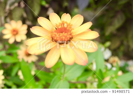 Zinnia Besshi Zinnia Besshi 91498571