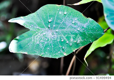 Alocasia, Alocasia macrorrhizos or Alocasia plant or black alocasia Alocasia, Alocasia macrorrhizos or Alocasia plant or black alocasia 91499494