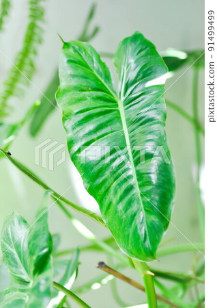 Philodendron burle marxii, Philodendron plant or green leaf 91499499