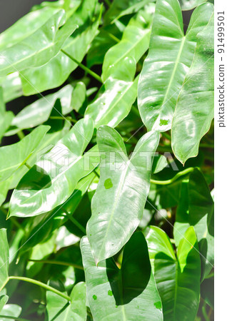 Philodendron burle marxii, Philodendron plant or green leaf Philodendron burle marxii, Philodendron plant or green leaf 91499501