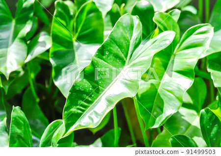 Philodendron burle marxii, Philodendron plant or green leaf Philodendron burle marxii, Philodendron plant or green leaf 91499503