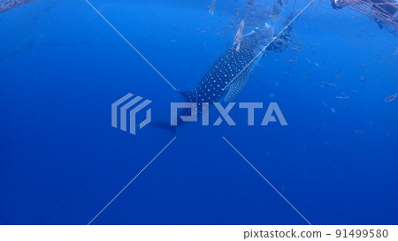 Whale shark Whale shark 91499580