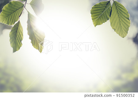 Fresh green spring leaves with sun flare Fresh green spring leaves with sun flare 91500352