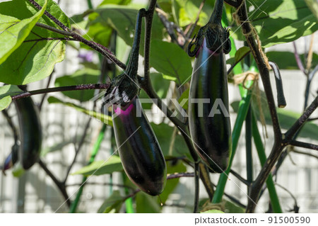 Home garden eggplant cultivation Home garden eggplant cultivation 91500590