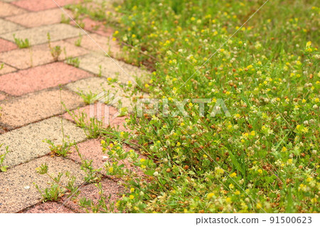 路邊的小三葉草 91500623