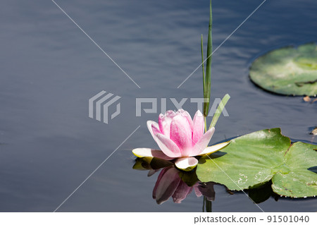 Minuma Nature Park, Saitama City, Saitama Prefecture Pink water lilies blooming in a pond Minuma Nature Park, Saitama City, Saitama Prefecture Pink water lilies blooming in a pond 91501040