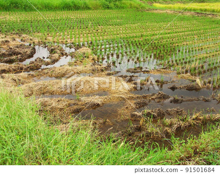After the rain, the scenery of the rice fields 91501684
