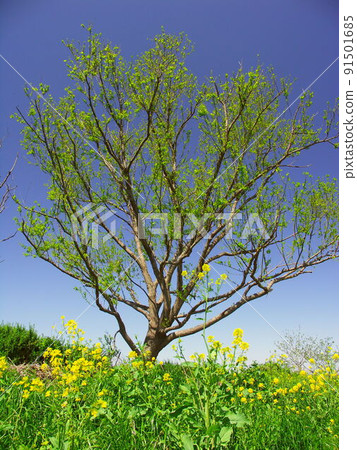 Sprouting trees and rape blossoms on the riverbed of the Edo River in spring 91501685