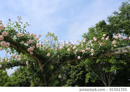 Roses in Bagatelle Park Roses in Bagatelle Park 91501705