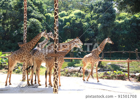 group of giraffe in Shenzhen, China group of giraffe in Shenzhen, China 91501708
