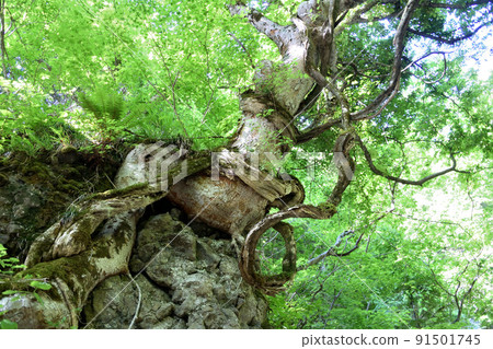 Trees around Garou Waterfall 91501745