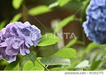 Hydrangea on the promenade purple 91501775