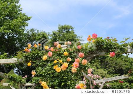 Roses of Kawazu Bagatelle Park 91501776
