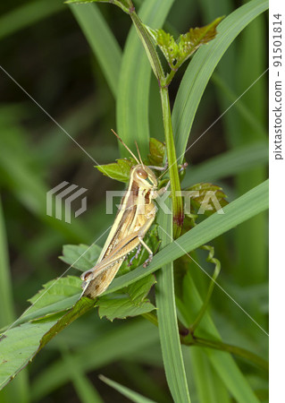 Patanga japonica 91501814