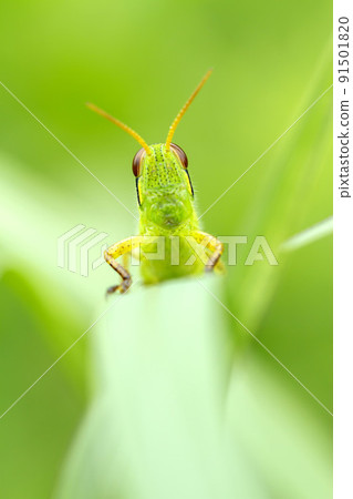 Patanga japonica 91501820