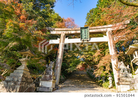 Torii of Konomiya Shrine in autumn, Taga Town, Shiga Prefecture Torii of Konomiya Shrine in autumn, Taga Town, Shiga Prefecture 91501844