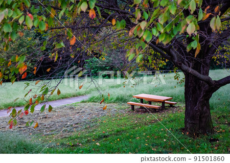 Cherry trees and benches that have begun to turn red Cherry trees and benches that have begun to turn red 91501860