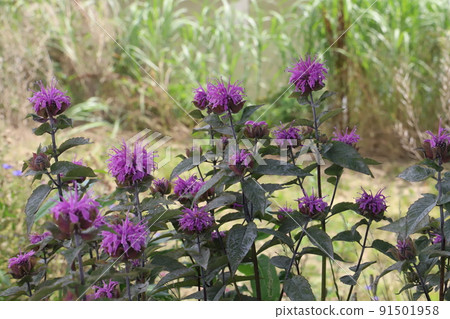 初夏日本公園裡盛開的紅紫色猩紅蜂香 (monarda, 佛手柑) 花 91501958