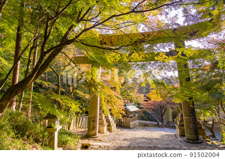 Torii of Konomiya Shrine in autumn, Taga Town, Shiga Prefecture Torii of Konomiya Shrine in autumn, Taga Town, Shiga Prefecture 91502004