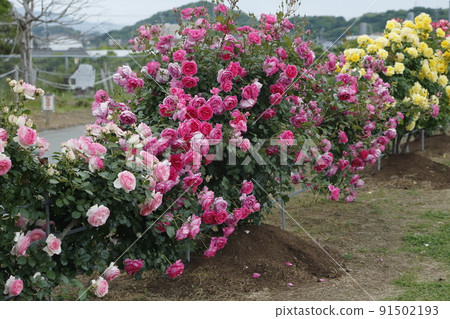 Arao City Ominous Citizen Flower Bed Rose Flower, Arao City Ominous Citizen Flower Bed Rose Flower, 91502193