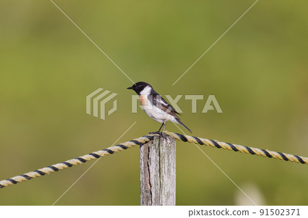 Stonechat / Male_2 Stonechat / Male_2 91502371