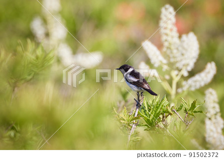 Stonechat / Male_3 91502372