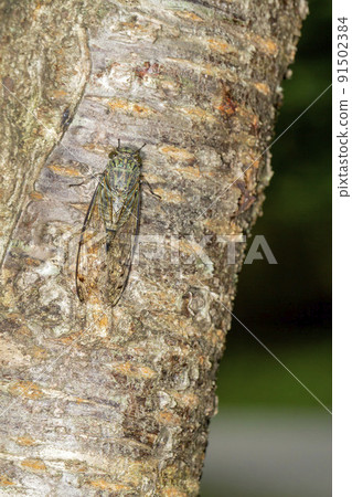 Tsukutsukubi 91502384