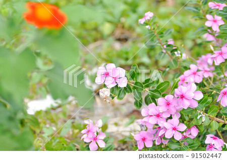 Cape Periwinkle, Bringht Eye or Indian Periwinkle or Madagascar or ludwigia adscendens or periwinkle Cape Periwinkle, Bringht Eye or Indian Periwinkle or Madagascar or ludwigia adscendens or periwinkle 91502447