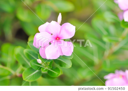 Cape Periwinkle, Bringht Eye or Indian Periwinkle or Madagascar or ludwigia adscendens or periwinkle Cape Periwinkle, Bringht Eye or Indian Periwinkle or Madagascar or ludwigia adscendens or periwinkle 91502450