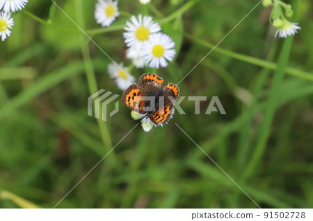 初夏日本田間小銅蝴蝶吮吸花蜜 初夏日本田間小銅蝴蝶吮吸花蜜 91502728