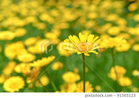 Koya chamomile 91503123