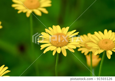 Koya chamomile 91503126