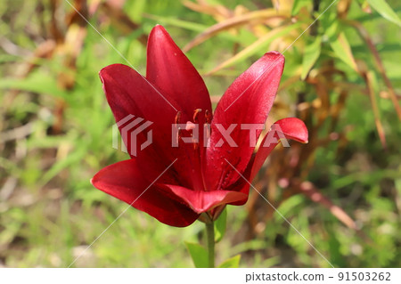 Red Lilium maculatum blooming in a Japanese park in early summer 91503262