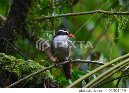 Coral-billed scissors, a wild bird with a prominent orange beak that lives in mossy primeval forests in Vietnam and Thailand 91503439